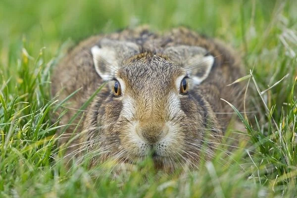 European Hare (Lepus europaeus) adult, resting in form in grass field, Suffolk, England, january