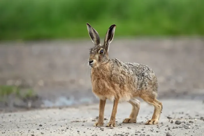 Framed Print : European Hare (Lepus europaeus) adult, standing on track, Lincolnshire, England, july Framed Print : European Hare (Lepus europaeus) adult, standing on track, Lincolnshire, England, july