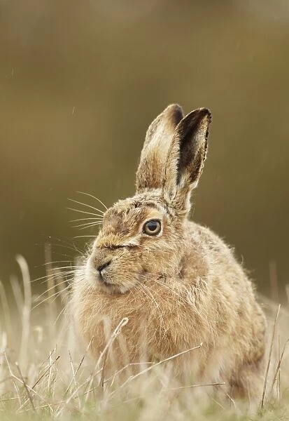 European Hare (Lepus europaeus) adult, sitting in grass during rain shower, Suffolk, England, March