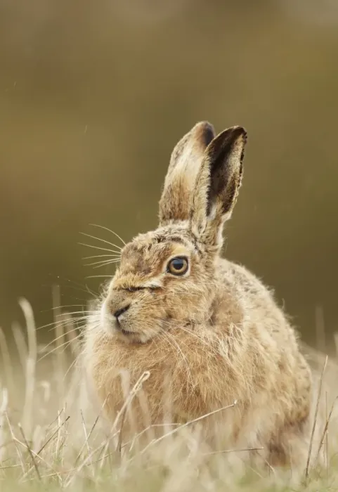 Framed Print : European Hare (Lepus europaeus) adult, sitting in grass during rain shower, Suffolk, England, March Framed Print : European Hare (Lepus europaeus) adult, sitting in grass during rain shower, Suffolk, England, March