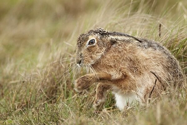 European Hare (Lepus europaeus) adult, shaking rain off front legs, sitting in field during heavy rain shower, Suffolk
