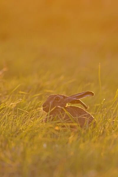 European Hare (Lepus europaeus) adult, sitting in grass field at sunset, Suffolk, England, June