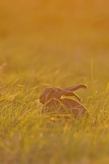 Framed Print : European Hare (Lepus europaeus) adult, sitting in grass field at sunset, Suffolk, England, June Framed Print : European Hare (Lepus europaeus) adult, sitting in grass field at sunset, Suffolk, England, June