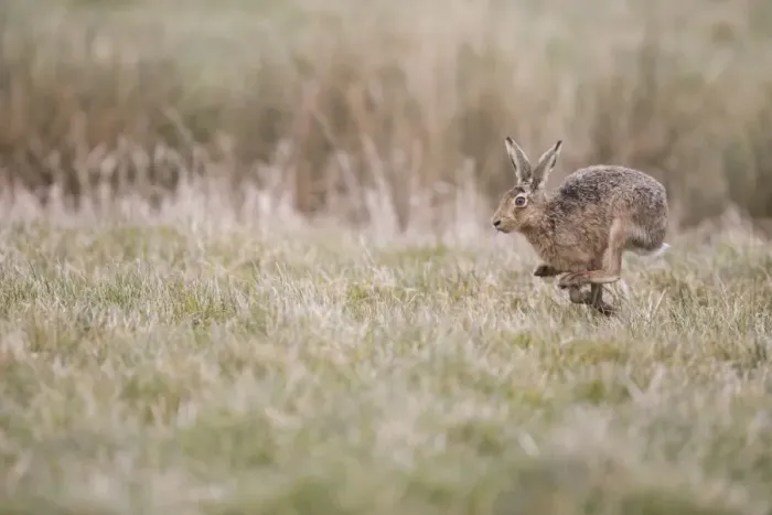 Framed Print : European Hare (Lepus europaeus) adult, running in grass field, Suffolk, England, March Framed Print : European Hare (Lepus europaeus) adult, running in grass field, Suffolk, England, March