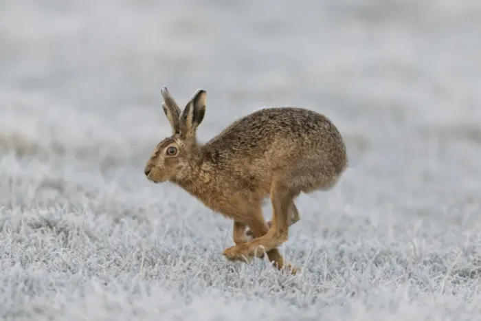 Framed Print : European Hare (Lepus europaeus) adult, running in frost covered grass field, Suffolk, England, March Framed Print : European Hare (Lepus europaeus) adult, running in frost covered grass field, Suffolk, England, March