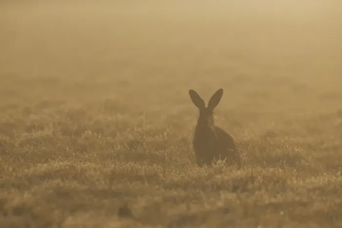 Framed Print : European Hare (Lepus europaeus) adult, sitting in grass field at sunrise, Suffolk, England, March Framed Print : European Hare (Lepus europaeus) adult, sitting in grass field at sunrise, Suffolk, England, March