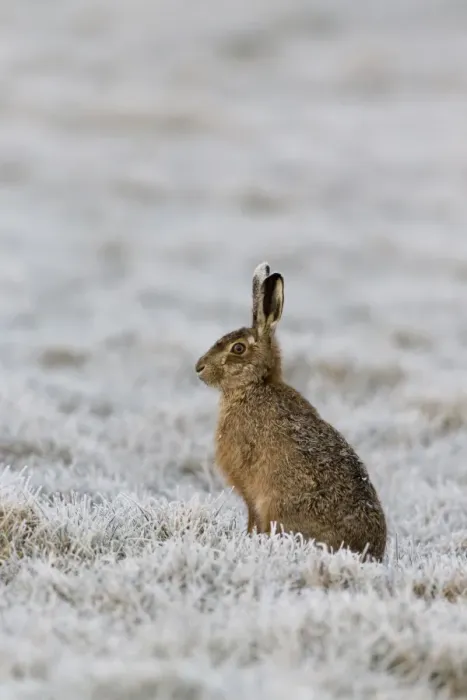 Framed Print : European Hare (Lepus europaeus) adult, sitting in frost covered grass field, Suffolk, England, March Framed Print : European Hare (Lepus europaeus) adult, sitting in frost covered grass field, Suffolk, England, March