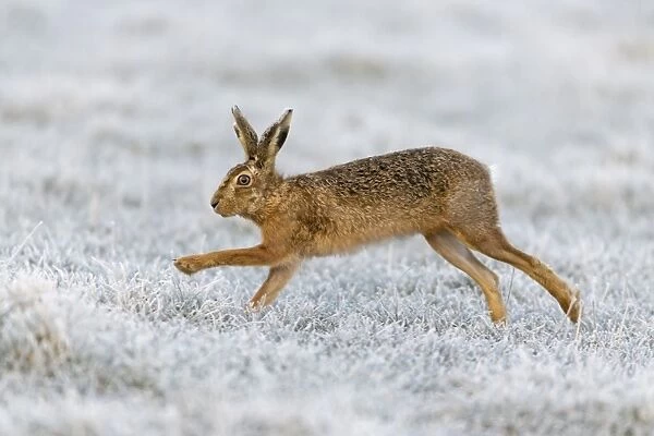 European Hare (Lepus europaeus) adult, running in frost covered grass field, Suffolk, England, March