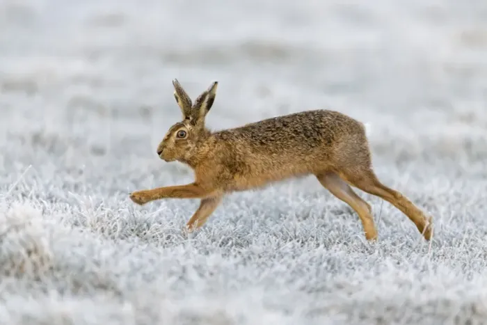 Framed Print : European Hare (Lepus europaeus) adult, running in frost covered grass field, Suffolk, England, March Framed Print : European Hare (Lepus europaeus) adult, running in frost covered grass field, Suffolk, England, March