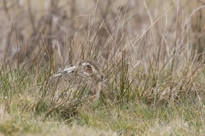 Framed Print : European Hare (Lepus europaeus) adult, resting amongst rushes, Suffolk, England, March Framed Print : European Hare (Lepus europaeus) adult, resting amongst rushes, Suffolk, England, March