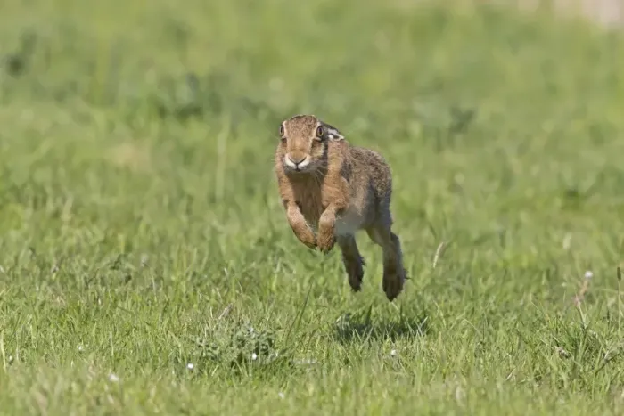 Framed Print : European Hare (Lepus europaeus) adult, running in grass field, Suffolk, England, May Framed Print : European Hare (Lepus europaeus) adult, running in grass field, Suffolk, England, May