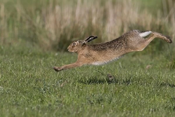 European Hare (Lepus europaeus) adult, running in grass field, Suffolk, England, May