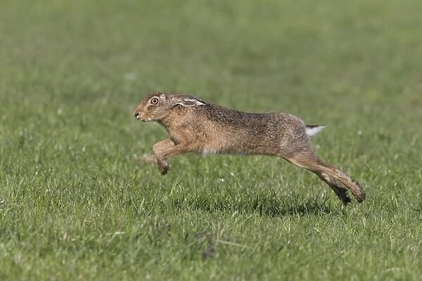 European Hare (Lepus europaeus) adult, running in grass field, Suffolk, England, May