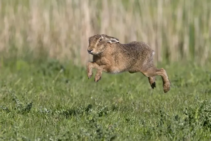 Framed Print : European Hare (Lepus europaeus) adult, running in grass field, Suffolk, England, May