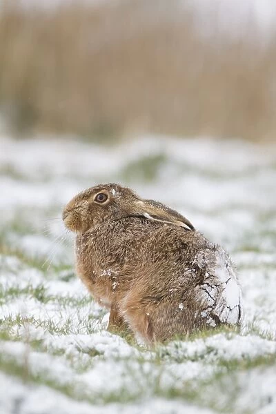 European Hare (Lepus europaeus) adult, sitting in snow covered field, Suffolk, England, March