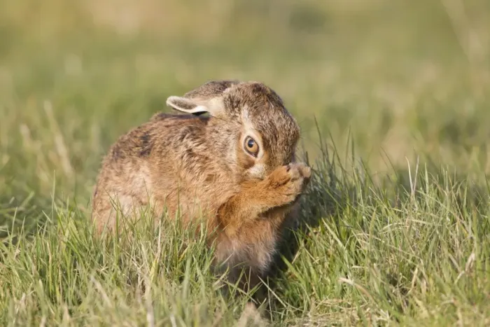 Framed Print : European Hare (Lepus europaeus) adult, grooming, sitting in grass field, Suffolk, England, March Framed Print : European Hare (Lepus europaeus) adult, grooming, sitting in grass field, Suffolk, England, March