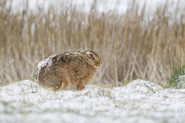 European Hare (Lepus europaeus) adult, standing in snow at edge of reeds, Suffolk, England, March