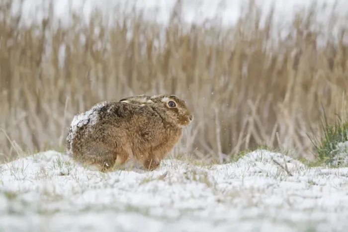 Framed Print : European Hare (Lepus europaeus) adult, standing in snow at edge of reeds, Suffolk, England, March Framed Print : European Hare (Lepus europaeus) adult, standing in snow at edge of reeds, Suffolk, England, March