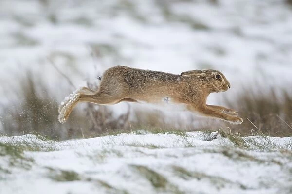 European Hare (Lepus europaeus) adult, running in snow covered grass field, Suffolk, England, March