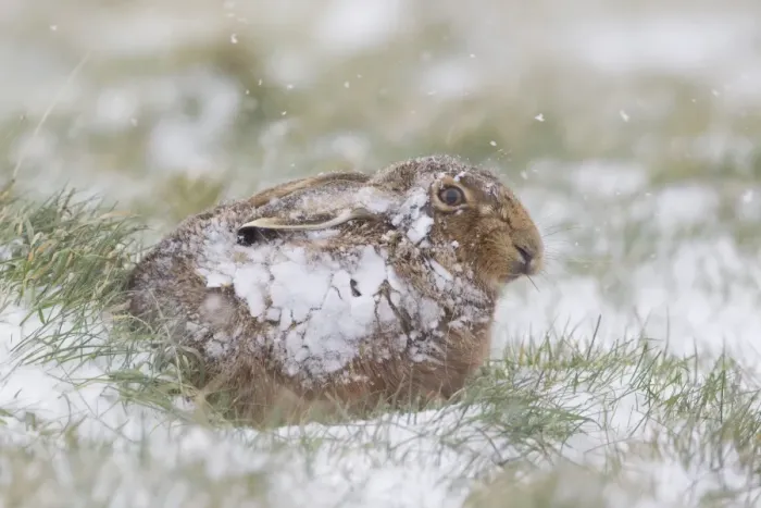 Framed Print : European Hare (Lepus europaeus) adult, resting in grass field during snowfall, Suffolk, England, March