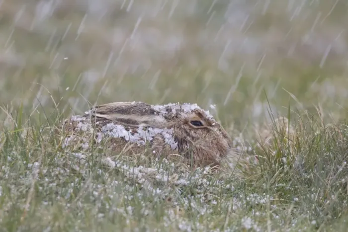 Framed Print : European Hare (Lepus europaeus) adult, resting in grass field during hail storm, Suffolk, England, March Framed Print : European Hare (Lepus europaeus) adult, resting in grass field during hail storm, Suffolk, England, March