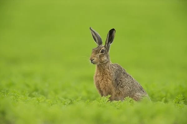 European Hare (Lepus europaeus) adult, sitting alert in farmland, Norfolk, England, June