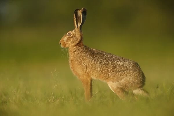 European Hare (Lepus europaeus) adult, standing alert in farmland, in evening sunlight, Norfolk, England, June