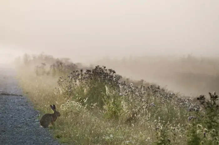 Framed Print : European Hare (Lepus europaeus) adult, sitting at edge of track in misty wetland habitat at sunrise Framed Print : European Hare (Lepus europaeus) adult, sitting at edge of track in misty wetland habitat at sunrise