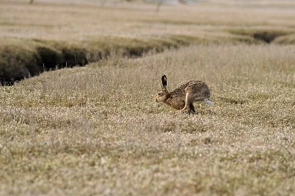 European Hare (Lepus europaeus) adult, running across saltmarsh habitat, Havergate Island RSPB Reserve, Suffolk