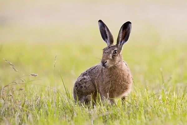 European Hare (Lepus europaeus) adult, alert, sitting in field on farmland, County Durham, England, july