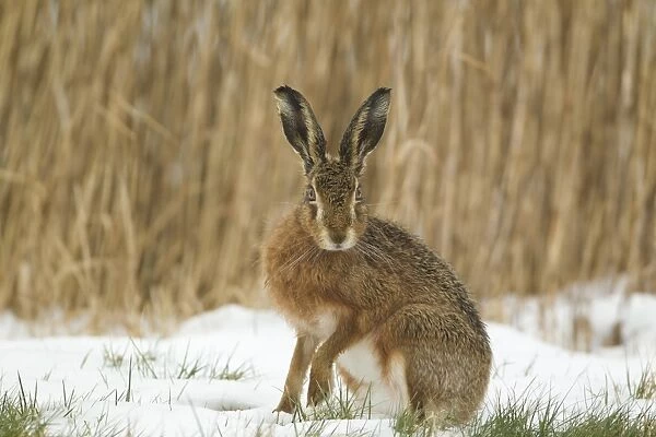 European Hare (Lepus europaeus) adult, alert, sitting on snow in field, Suffolk, England, february