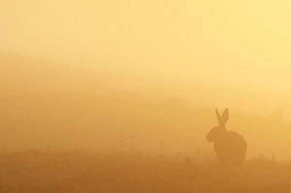 European Hare (Lepus europaeus) adult, feeding, silhouetted at sunrise, North Kent Marshes, Isle of Sheppey, Kent