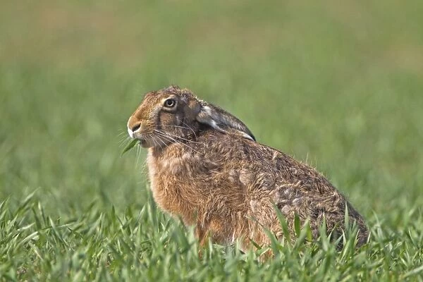 European Hare (Lepus europaeus) adult, feeding, sitting in crop field, Berwickshire, Scottish Borders, Scotland, april