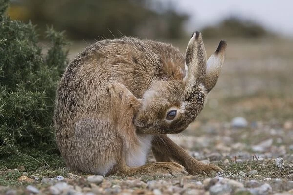 European Hare (Lepus europaeus) adult, grooming, sitting on vegetated shingle, Havergate Island RSPB Reserve, Suffolk
