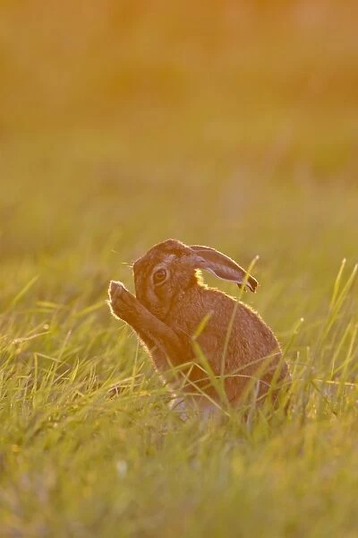 European Hare (Lepus europaeus) adult, grooming, sitting in grass field at sunset, Suffolk, England, June