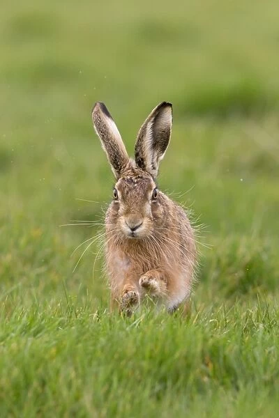 European Hare (Lepus europaeus) adult male, running head on in grass field, Suffolk, England, March