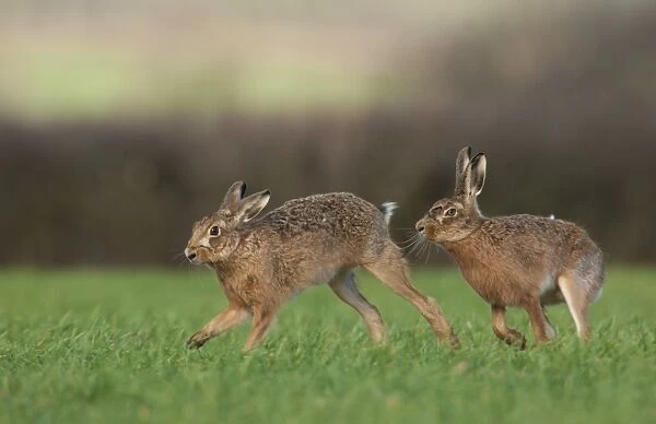 European Hare (Lepus europaeus) adult male chasing female, checking receptivity to mating, Derbyshire, England, march