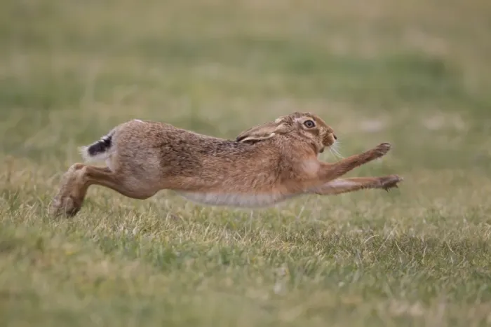 Framed Print : European Hare (Lepus europaeus) adult male, running to chase away rival male from female, Suffolk, England, february Framed Print : European Hare (Lepus europaeus) adult male, running to chase away rival male from female, Suffolk, England, february