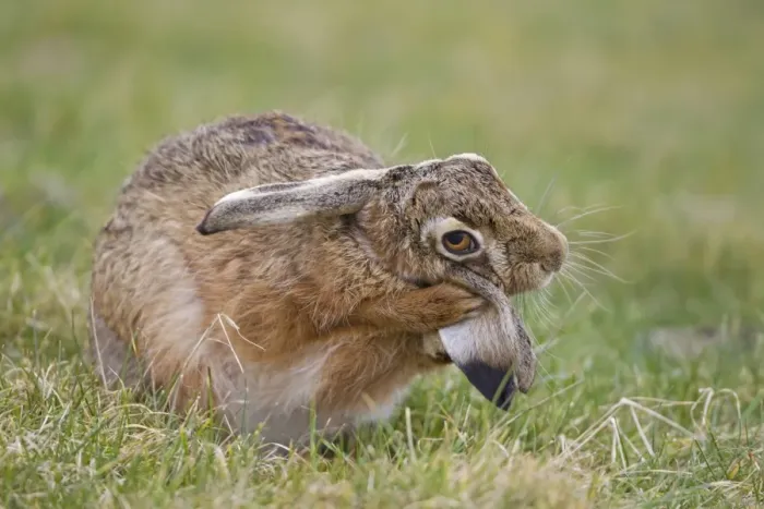 Framed Print : European Hare (Lepus europaeus) adult male, grooming ear with front paws, Suffolk, England, february Framed Print : European Hare (Lepus europaeus) adult male, grooming ear with front paws, Suffolk, England, february