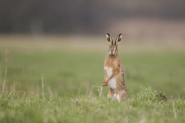 European Hare (Lepus europaeus) adult male, standing in grass field on hind legs looking for females, Suffolk, England