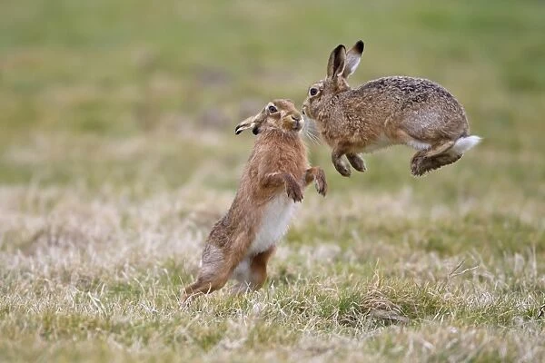 European Hare (Lepus europaeus) two adult males, one jumping to avoid attack from dominant male after moving too close