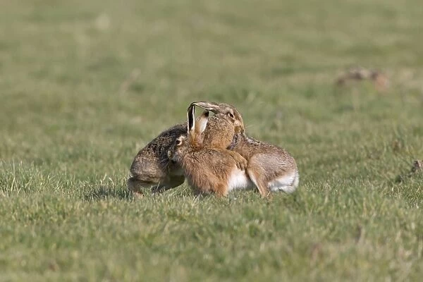 European Hare (Lepus europaeus) adult pair, boxing, female biting back fur of male in grass field, Suffolk, England