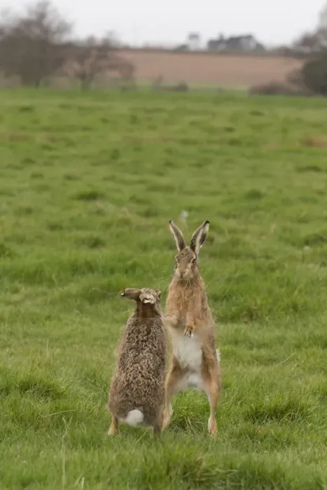 Framed Print : European Hare (Lepus europaeus) adult pair, boxing, female fighting off male in grass field, Suffolk, England, March