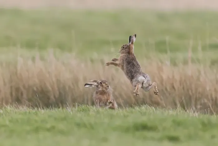Framed Print : European Hare (Lepus europaeus) adult pair, boxing, female fighting off male in grass field, Suffolk, England, March Framed Print : European Hare (Lepus europaeus) adult pair, boxing, female fighting off male in grass field, Suffolk, England, March