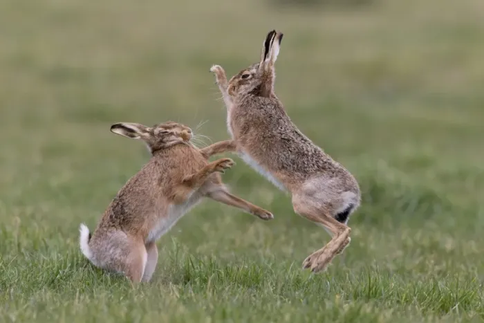 Framed Print : European Hare (Lepus europaeus) adult pair, boxing, female fighting off male in grass field, Suffolk, England, March Framed Print : European Hare (Lepus europaeus) adult pair, boxing, female fighting off male in grass field, Suffolk, England, March