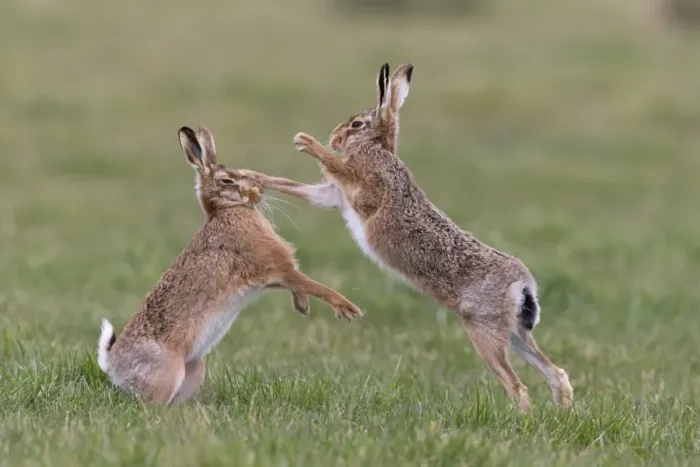 Framed Print : European Hare (Lepus europaeus) adult pair, boxing, female fighting off male in grass field, Suffolk, England, March Framed Print : European Hare (Lepus europaeus) adult pair, boxing, female fighting off male in grass field, Suffolk, England, March