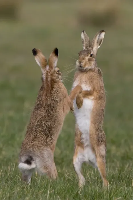 Framed Print : European Hare (Lepus europaeus) adult pair, boxing, female fighting off male in grass field, Suffolk, England, March Framed Print : European Hare (Lepus europaeus) adult pair, boxing, female fighting off male in grass field, Suffolk, England, March
