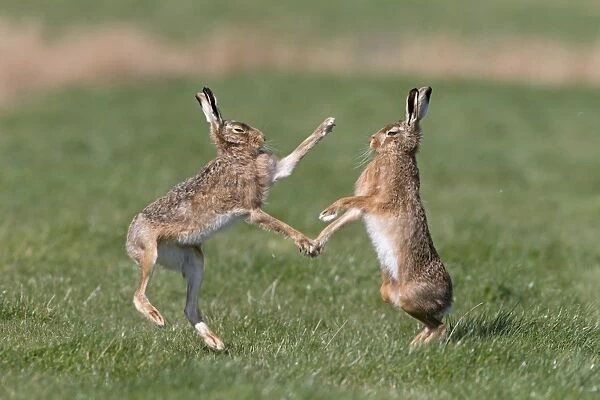European Hare (Lepus europaeus) adult pair, boxing, female fighting off male in grass field, Suffolk, England, March