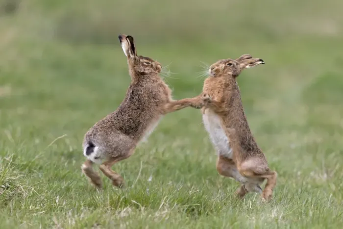 Framed Print : European Hare (Lepus europaeus) adult pair, boxing, female fighting off male in grass field, Suffolk, England, March Framed Print : European Hare (Lepus europaeus) adult pair, boxing, female fighting off male in grass field, Suffolk, England, March