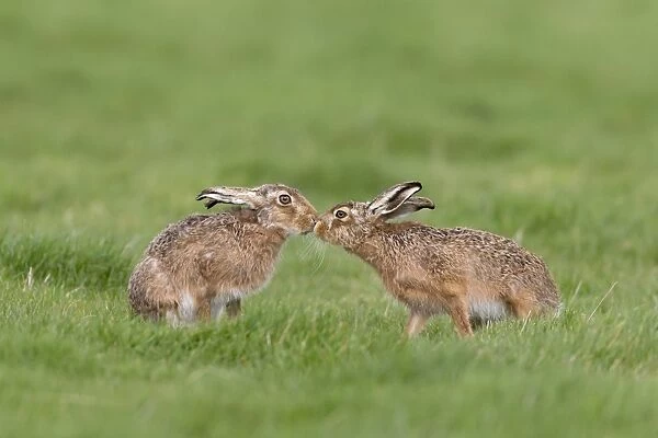 European Hare (Lepus europaeus) adult pair, touching noses in grass field, Suffolk, England, March